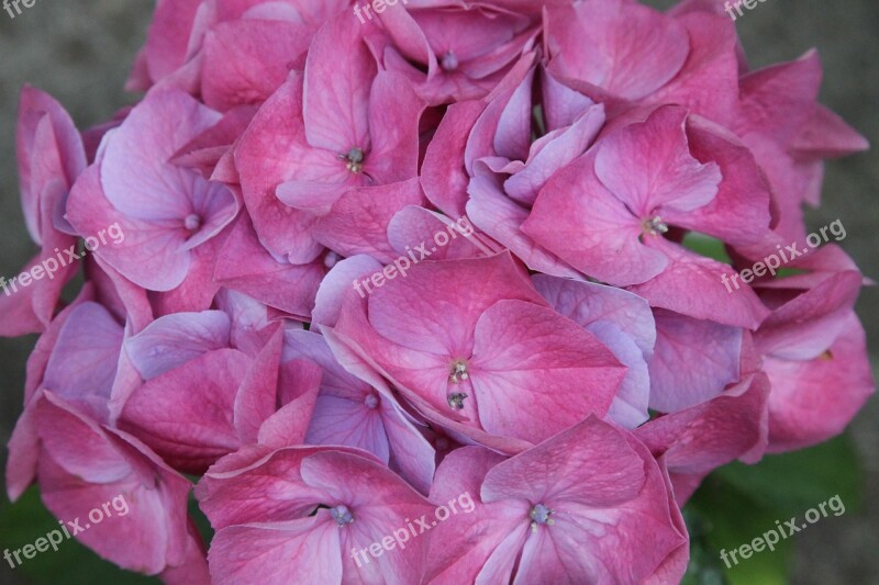 Hydrangea Hydrangeas Close Flowers Pink