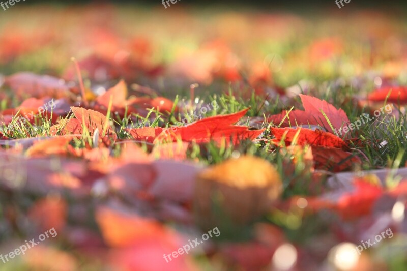 Fall Autumn Leaves Leaf Yellow