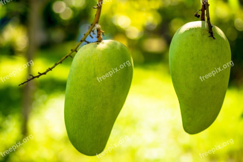 Mango Mango Tree Fruits Fruit Green Mango