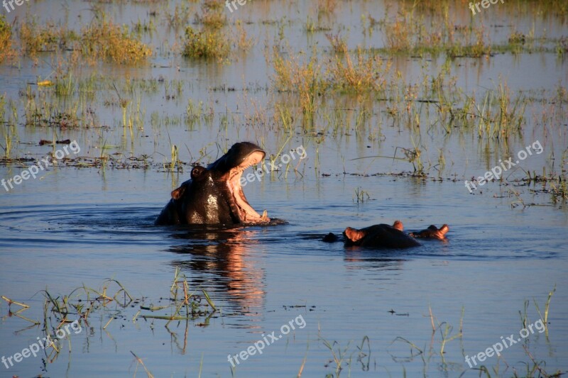 Hippopotamus Hippo Water River Nature