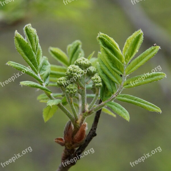 Rowan Bud Spring A New Beginning Sorbus