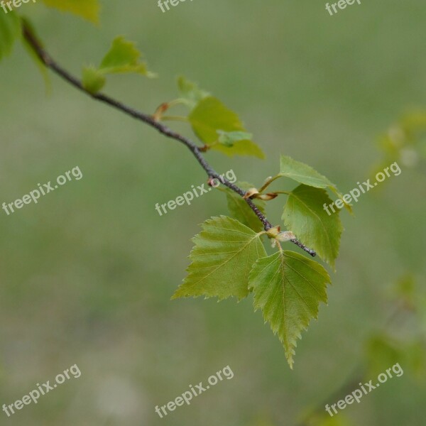 Birch Deciduous Tree Birch Leaf Spring Betula