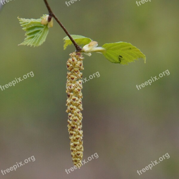 Norko Pollen Allergy Birch Free Photos