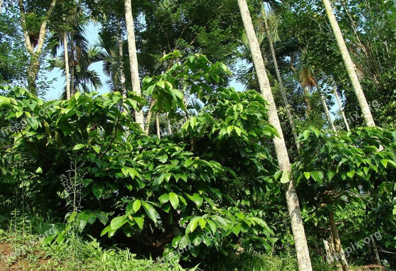 Coffee Plantation Coffea Robusta Areca Palms Ammathi Coorg