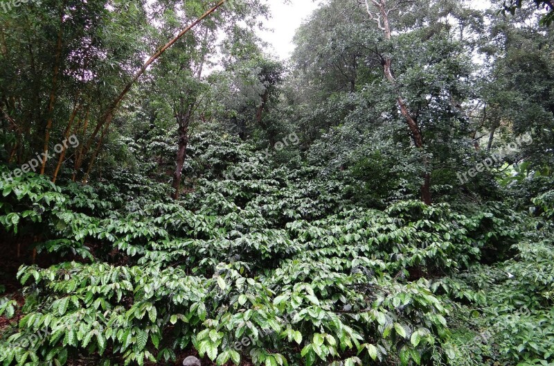 Coffee Plantation Coffea Robusta Rain Soaked Madikeri Coorg