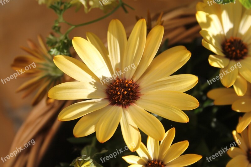 Yellow Flower Flower Close Up Macro Nature