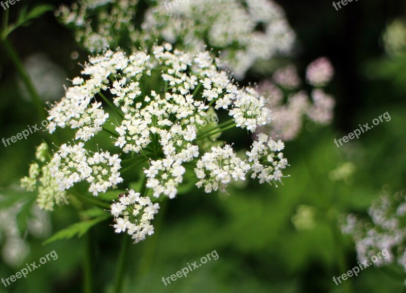 Umbelliferae Blossom Bloom White Meadow Herbs