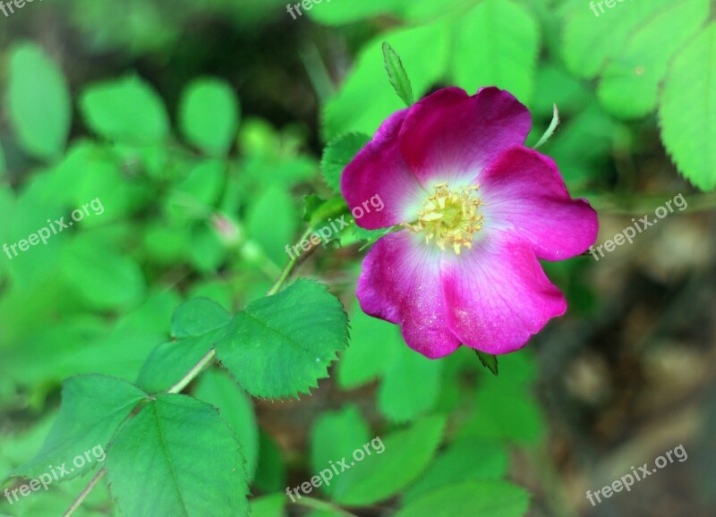 Wild Rose Rose Blossom Bloom Pink