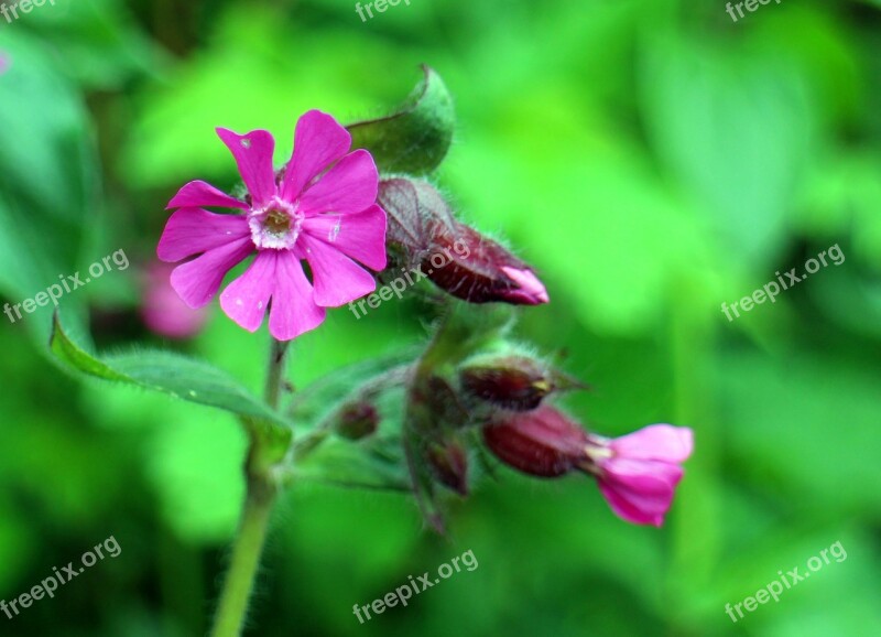 Wild Plant Dianthus Red Campion Campion Flower