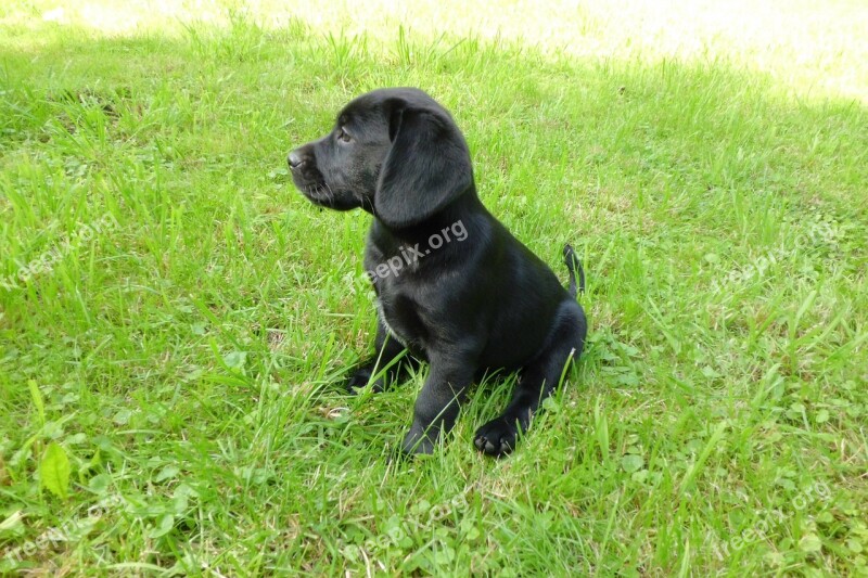 Puppy Labrador Dog Cute Black