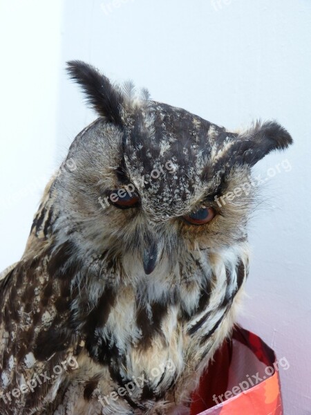 Owl Eagle Owl Bird Birds Bubo Bubo