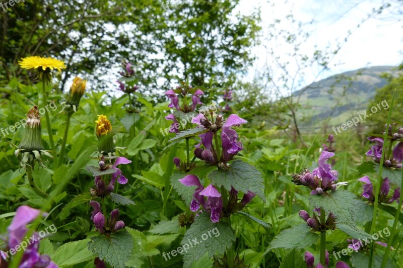 Dead Nettle Spring Edge Of The Woods Flower Plant