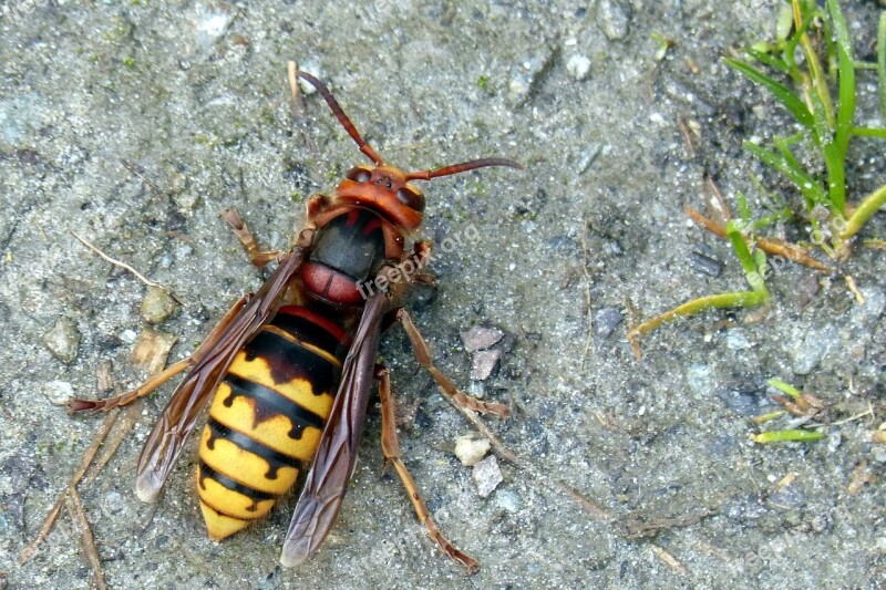 Hornet Wasp Insect Sting Free Photos