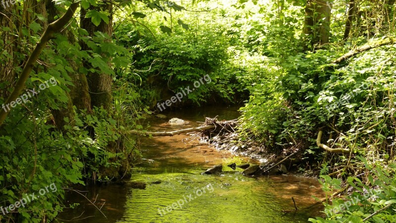 Nature Water Bach Creek Idyll