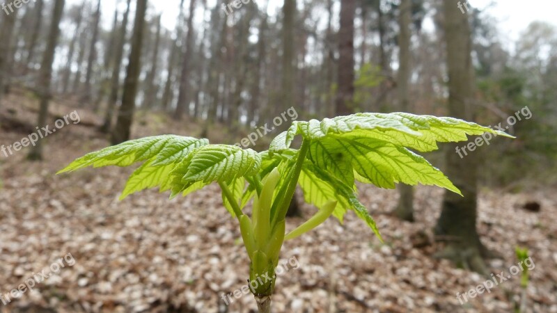 Spring Plant Scion Landscape Growth