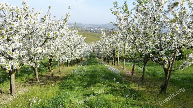 Spring Trees Fruit Trees Blossom Bloom