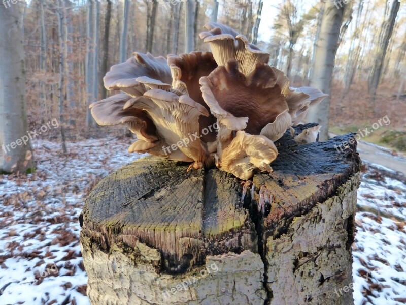 Tree Fungus Tree Stump Mushroom Forest Tree