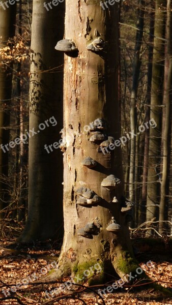 Forest Tree Mushroom Tree Fungus Nature