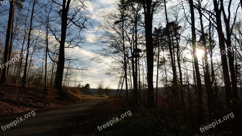 Forest Sun Sunset Abendstimmung Evening Sky