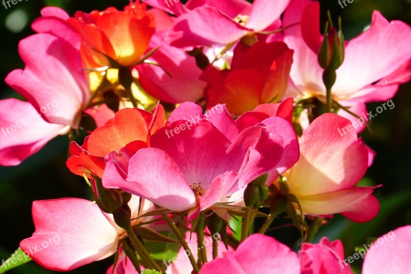 Rose Plant Flowers Pink In The Early Summer