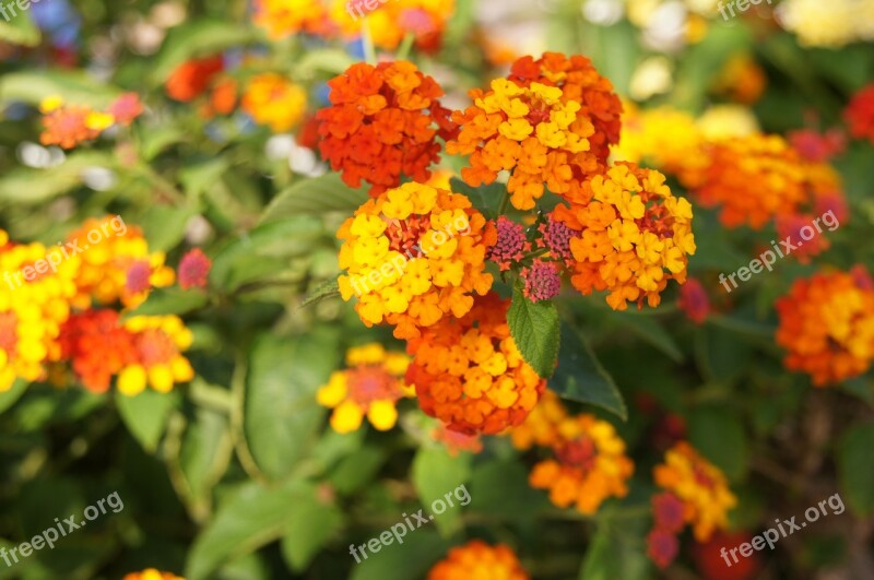 Orange Flowers Orange Flower Plant Flowers