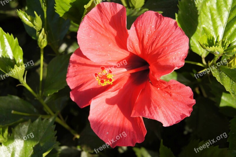 Hibiscus Hibiscus Syriacus Rose Chinese Poślubnik