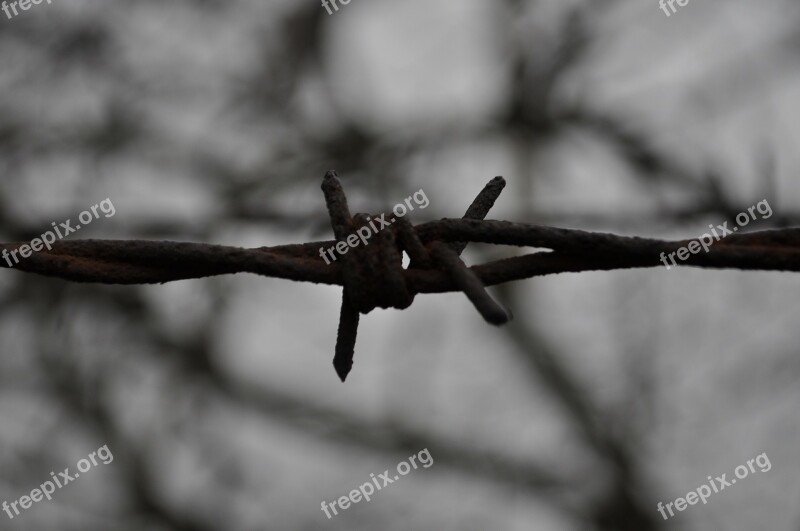 Barbed Wire Metal Rods Free Photos