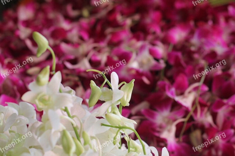 Flower Market Orchids Fresh White Purple