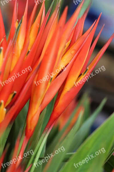 Bird Of Paradise Flower Market Thailand Flower Market