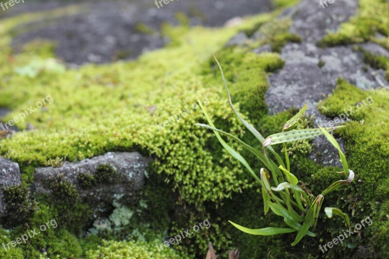 Moss Rock Grass Japan Mossy