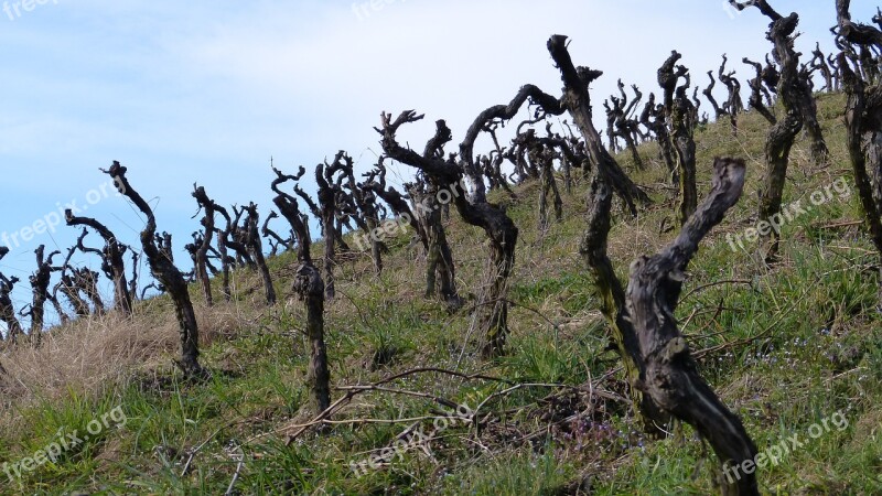 Vines Vineyard Gnarled Vines Stock Winegrowing