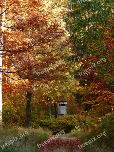 Nature Forest Away Trail Landscape