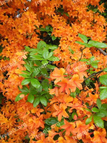 Rhododendron Orange Flowers Nature Spring