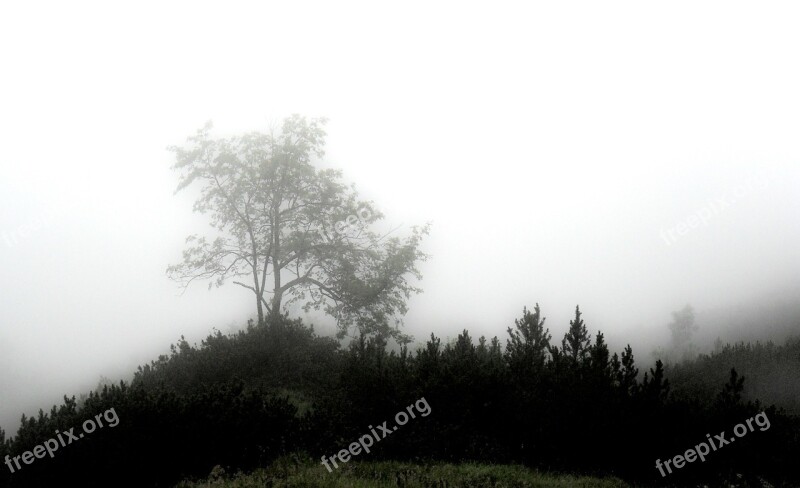 Fog Mystical Forest Mood Unterberg