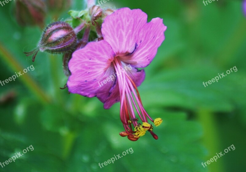 Cranesbill Blossom Bloom Bloom Garden