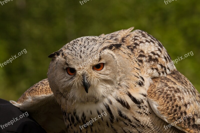 Owl Eagle Owl Eyes Night Active Bird