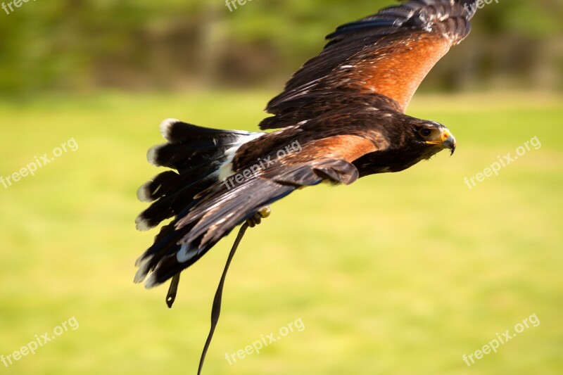 Adler Russian Steppe Eagle Raptor Birds Of Prey Show Bird