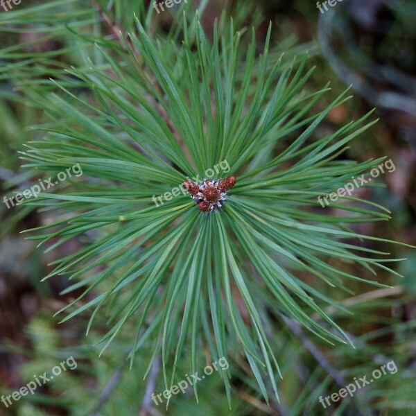 Pine Conifer Growth Point Shoot Free Photos