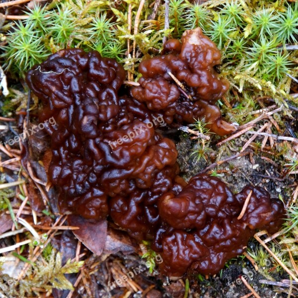 Morel Mushroom Toadstool Gyromitra Esculenta Free Photos