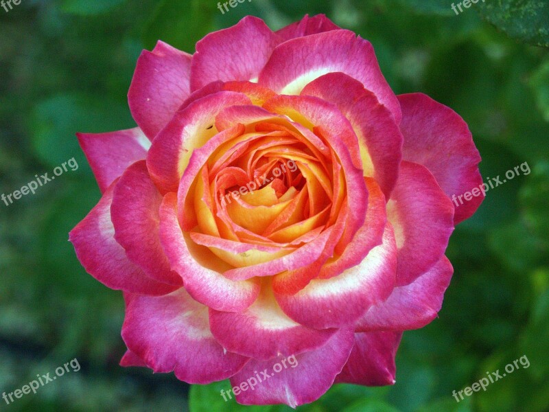 Rosa Flower Pinkish Nature Foreground