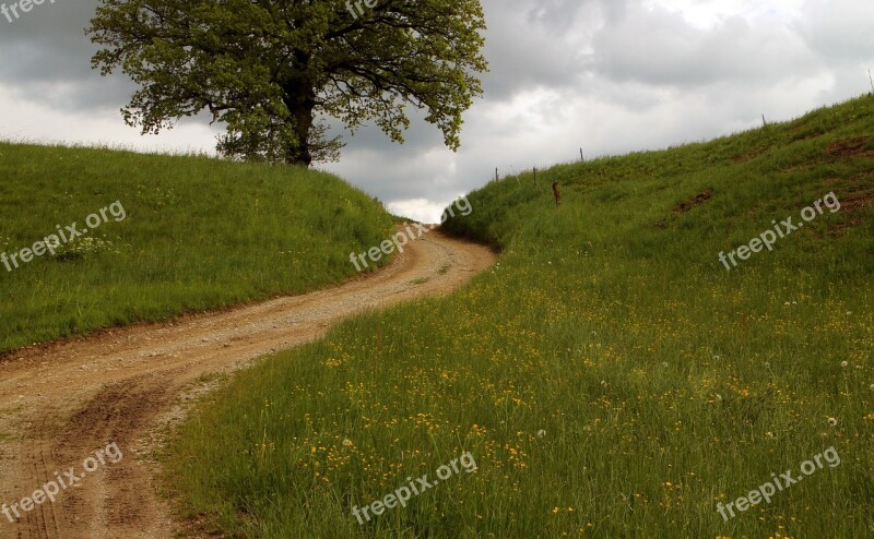 Away Lane Landscape Way Swinging Tree