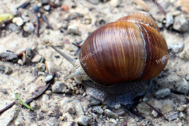 Snail Shell Bearing Housing Snail Shell Pattern