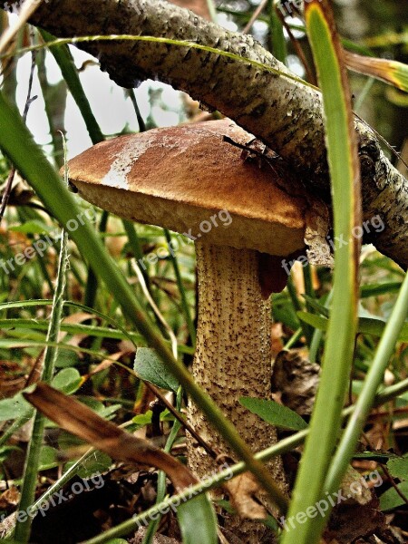 Křemenáč Berezova Forest Fungus Macro Foliage