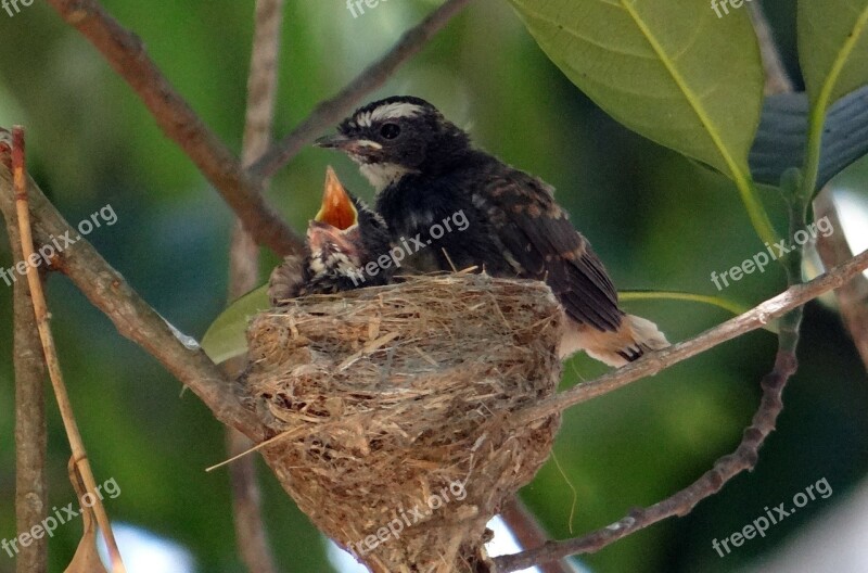 Chicks Fledglings White-throated Fantail Flycatcher Rhipidura Albicollis