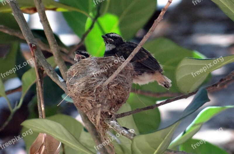 Chicks Fledglings White-throated Fantail Flycatcher Rhipidura Albicollis