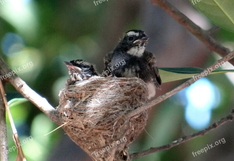 Chicks Fledglings White-throated Fantail Flycatcher Rhipidura Albicollis