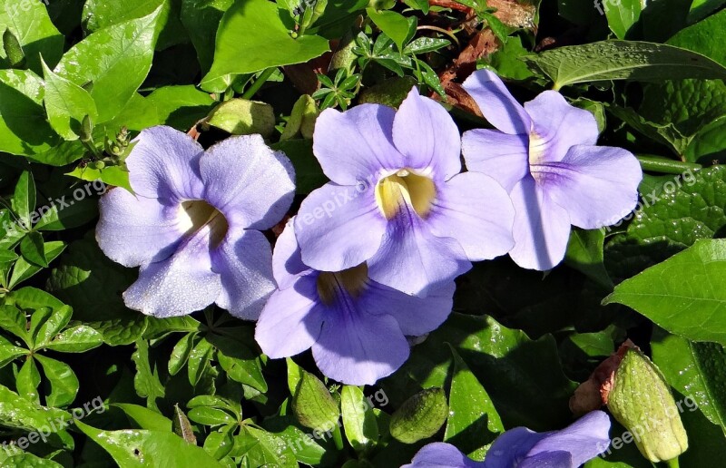 Thunbergia Grandiflora Bengal Clock Vine Bengal Trumpet Vine Blue Sky Flower Blue Sky Vine