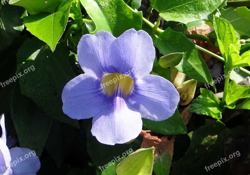 Thunbergia Grandiflora Bengal Clock Vine Bengal Trumpet Vine Blue Sky Flower Blue Sky Vine