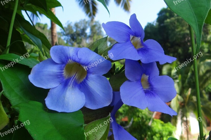 Thunbergia Grandiflora Bengal Clock Vine Bengal Trumpet Vine Blue Sky Flower Blue Sky Vine