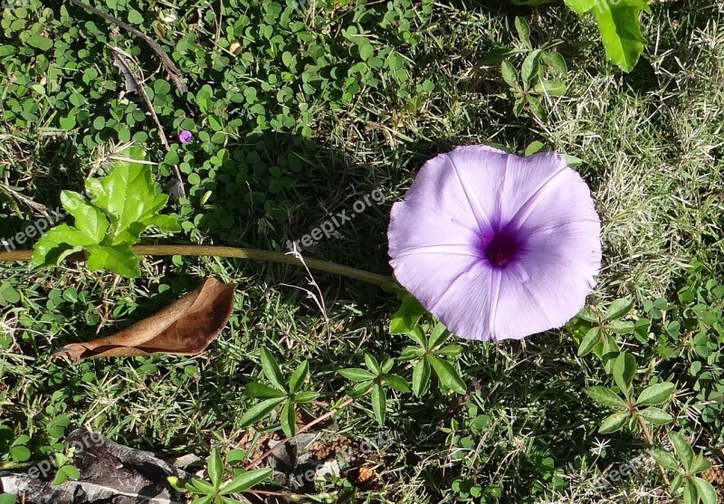 Ipomoea Cairica Ivy-leaved Morning Glory Coastal Morning Glory Railway Creeper Flower